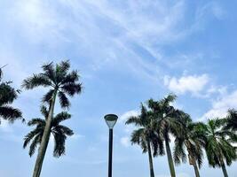 Bright beautiful blue sunny and cloudy sky isolated on horizontal ratio background with green botanical trees. photo
