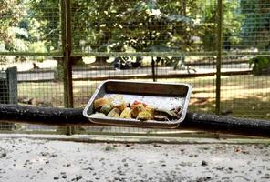 Fruit and vegetable bird feeder foods silver tray on tree branch isolated on horizontal bird habitat net cage and botanical plants background. photo