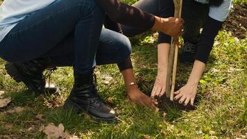 Activists joining forces in planting trees in the woods with commitment to nature conservation, nurturing its growth and preserving the seedlings. Dedicated group of environmentalists. Camera A. photo