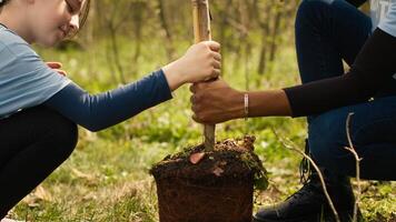 Two diverse girls do voluntary work by planting small trees in the forest, preserving natural habitat. Participating in environmental conservation and protecting the earth ecosystem. Camera A. photo