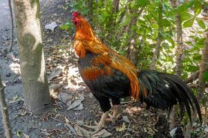 A colorful rooster standing in a backyard garden, surrounded by green plants. photo