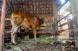 A brown and white cow standing in a wooden barn with a thatched roof. photo