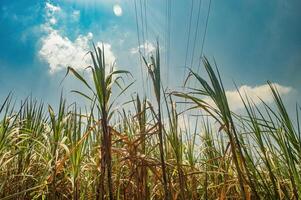 Lush green sugarcane plants towering under a bright blue sky, with power lines crossing overhead. photo