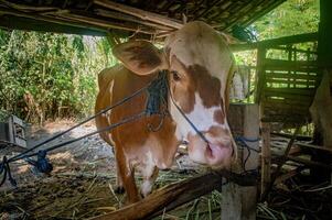 A brown and white cow with a rope tied to its nose, standing in a simple wooden barn. photo