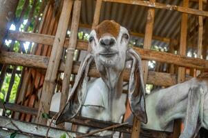 A cheerful goat smiling while looking at the camera from inside a rustic wooden barn. photo