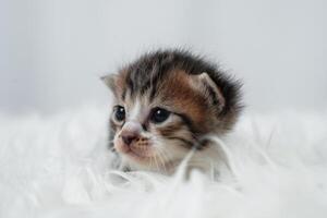 Cute kitten sleeping, yawning and lazing on a white rasfur carpet. International cat day concept. photo