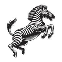 Zebra Outline Clipart - A Zebra Rearing illustration in black and white vector