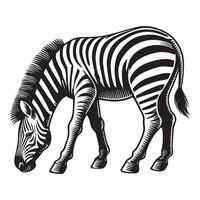 Zebra Outline Clipart - A Zebra Grazing with Head Down illustration in black and white vector