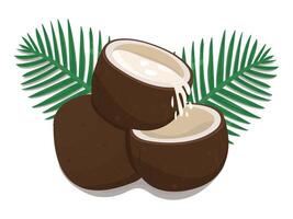 Three coconuts and two palm leaves, juicy ripe raw nut with delicious milk, colorful illustration vector