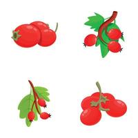 Hawthorn plant icons set cartoon vector. Hawberry branch with red berry and leaf vector