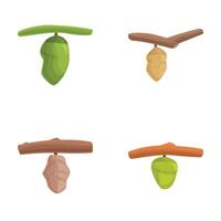 Set of illustrated cocoon transformations on branches vector