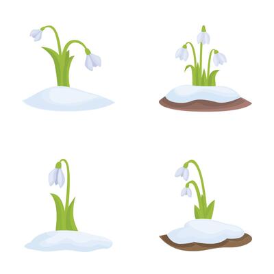 Set of snowdrop flowers emerging through snow
