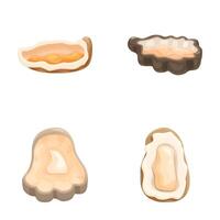 Vector set of four detailed oyster shells in various shapes on a white background