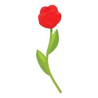 Red tulip with green leaves standing on white background vector