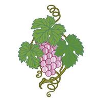Grape vine or grape branch decorative elements, set. Isolated hanging grape twigs with green and purple berries. Framing or decor for banner design vector
