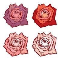 Big collection of roses in color for design. Set of highly detailed flowers in hand drawn style. vector