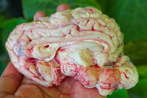 Brain cow is on a green leaf. The Brain cow is cut in half and has a red and white color photo
