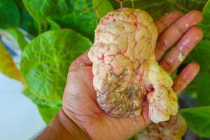 Brain cow is on a green leaf. The Brain cow is cut in half and has a red and white color photo