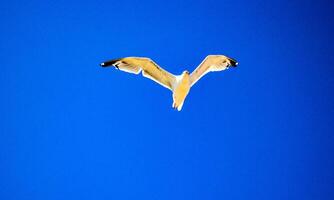 White seagull on blue sky background photo