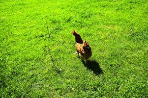 Chickens running through the green grass photo