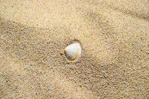 Seashell on the beach sand background photo