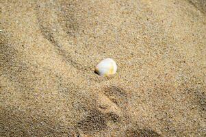 Photo of Seashell on the beach sand background