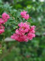 Several small pink flowers are beautiful under the open sky in the natural environment. photo