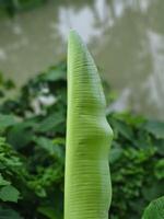 Rain-drenched leaves of a banana tree under the open sky in a natural setting. photo