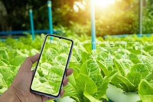 The concept of using AI and smart farming. photo