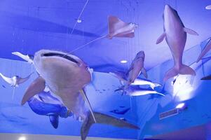 Many types of model fish are hung and displayed in the aquarium. photo