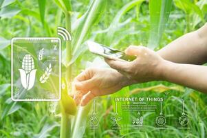 The concept of using AI and smart farming photo