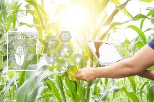 The concept of using AI and smart farming. photo