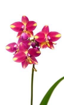 vibrante rosado y amarillo orquídea flores aislado en blanco antecedentes con recorte camino foto