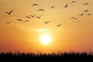 Serene Sunset with Silhouetted Birds Flying Over Grassy Horizon in a Tranquil Sky photo