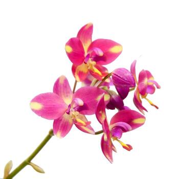 hermosa rosado orquídea flores aislado en blanco antecedentes con recorte camino para fácil integración dentro diseños foto