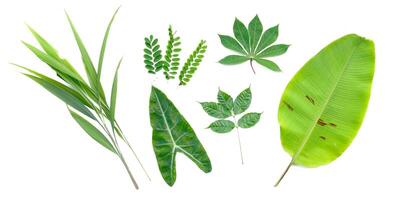clasificado tropical y exótico hojas aislado en blanco antecedentes para botánico y naturaleza proyectos foto