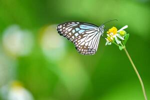 Beautiful Black and Blue Butterfly on a White Flower with Green Blurred Background photo