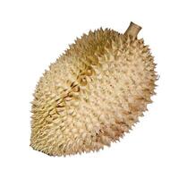Close-Up of a Whole Durian Fruit with Spiky Shell Isolated on White Background photo
