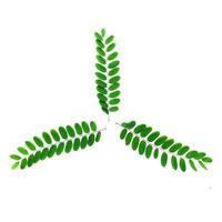 Three Green Leaf Branches Arranged in a Symmetrical Triangular Pattern on a White Background photo