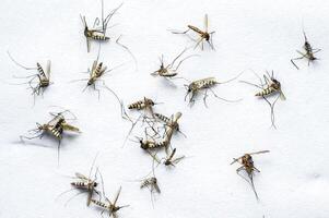 Close-Up of Multiple Mosquitoes on White Background Highlighting Insect Details and Patterns photo