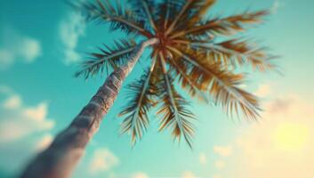 Palm Trees at Sunset photo