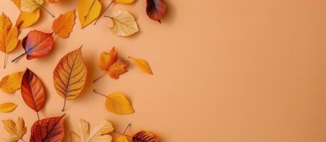 Autumn Leaves on Peach Background photo