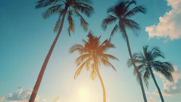 Palm Trees at Sunset photo