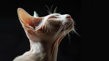 Sphynx Cat Sitting in Spotlight photo