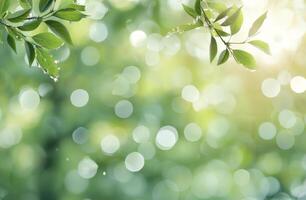 Green Leaves and Sunlight in Forest photo