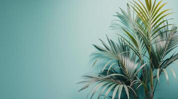 Tropical Leaf Arrangement on Turquoise Background photo