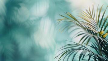 Tropical Leaf Arrangement on Turquoise Background photo