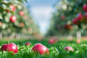 Red Apples in a Green Orchard photo