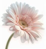 White Gerbera Daisy Close-Up photo