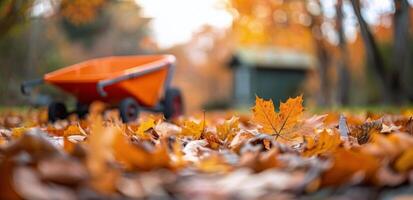 Autumn Leaves and Wheelbarrow photo